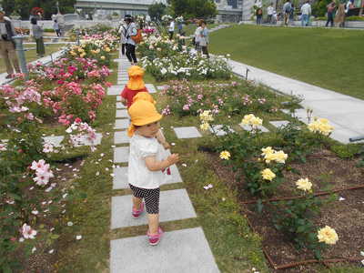 中之島バラ園に行きました。