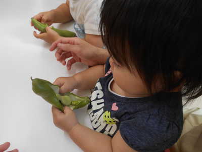  大きなお豆がでてきたよ