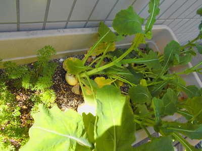  カブができたよ🌱