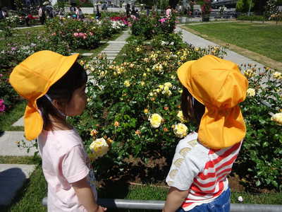  中之島のバラ園🌹