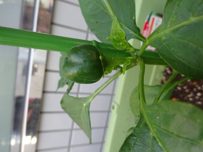 ピーマンが出来てきたよ✨
