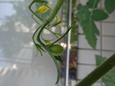  赤くならないかな〜🍅