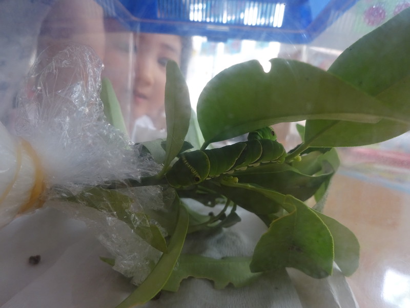 あおむしがやってきました✨