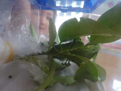  あおむしがやってきました✨