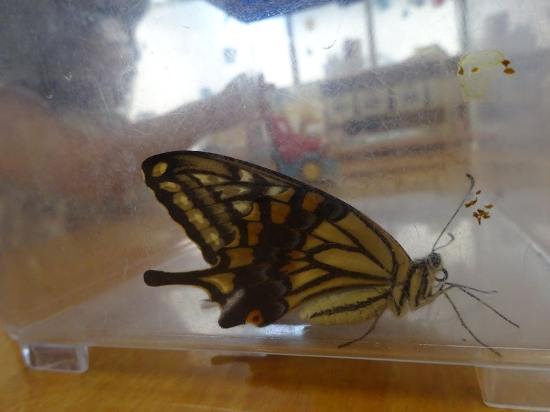 あおむしが蝶々になりました‼