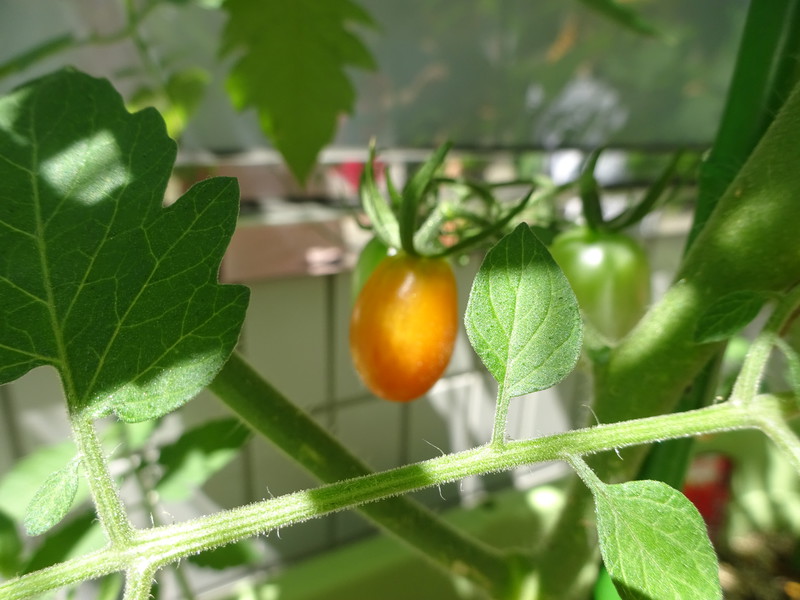 トマトが出来てきたよ🍅