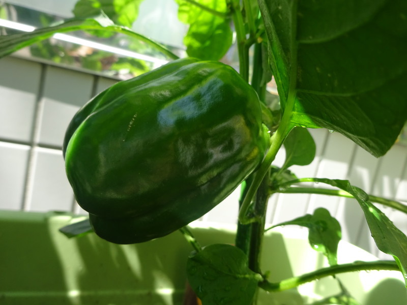 ピーマンが大きく⇈