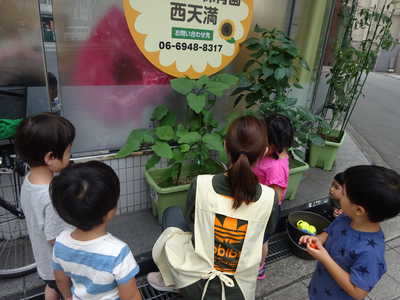  野菜を収穫しました🍅