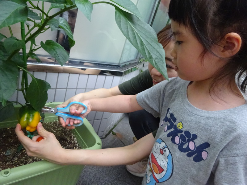 はさみでちょっきん✂