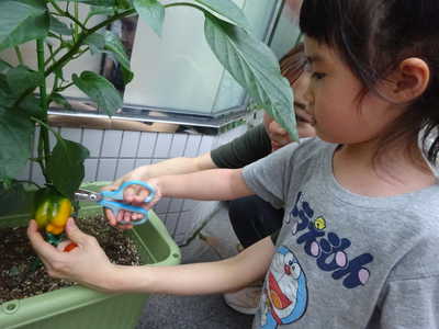  はさみでちょっきん✂