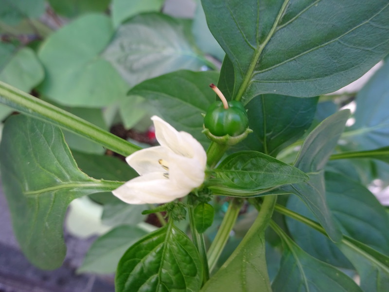 ピーマンもでき始めてきました💛