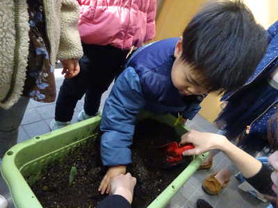  球根を植えたよ🌷