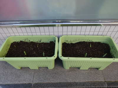  毎日水やり頑張ろうね⭐