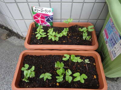  アサガオの芽が出てきたよ🌱