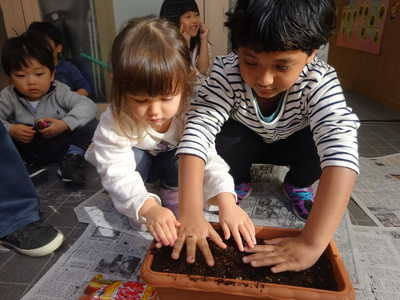 チューリップの球根を植えたよ🌷